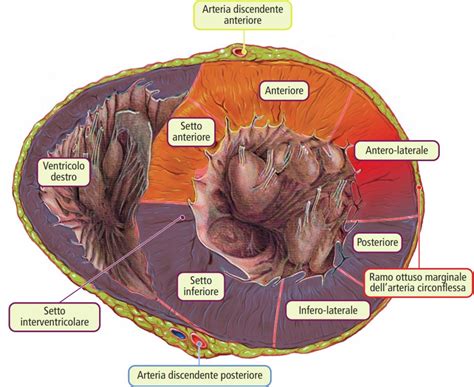 diagramma che illustra la vascolarizzazione del seno durante la gestazione