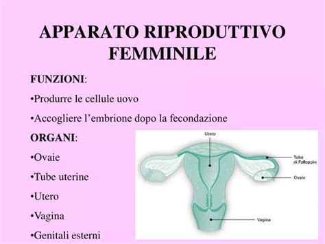 rappresentazione anatomica del sistema riproduttivo femminile