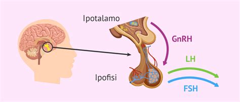Ipofisi e ovaie, produzione FSH