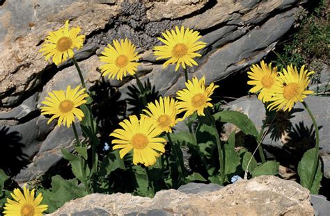 Pianta di Arnica montana nel suo habitat naturale montano