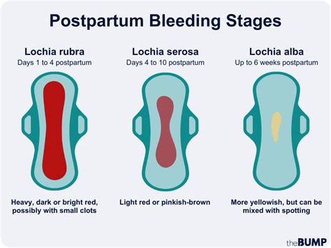 Diagram illustrating the uterus post-partum and the process of lochia