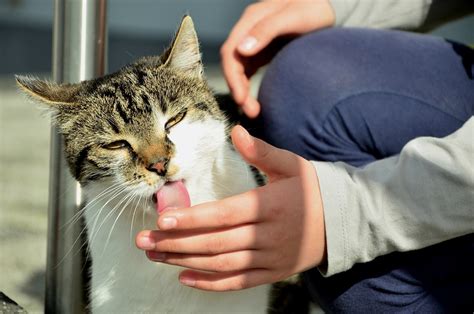 un gatto che lecca la mano del suo umano