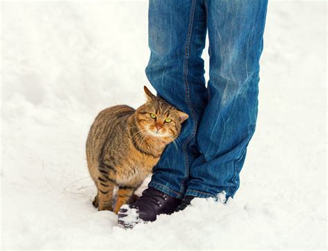 un gatto che si strofina sulle gambe del suo umano