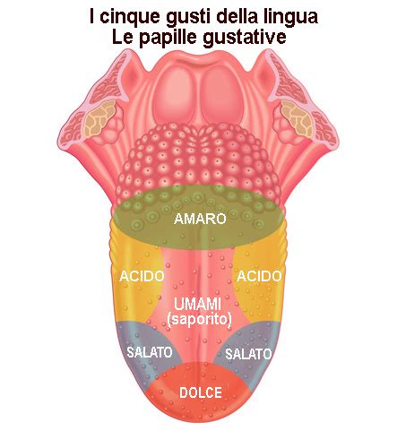 diagramma che mostra le papille gustative sulla lingua di un gatto