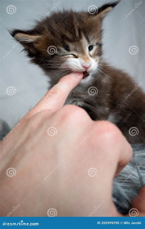 un gattino che succhia il dito della sua umana