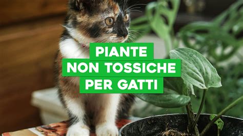 Piante non tossiche per bambini e animali domestici