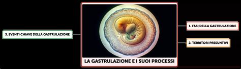 Formazione degli strati germinativi embrionali