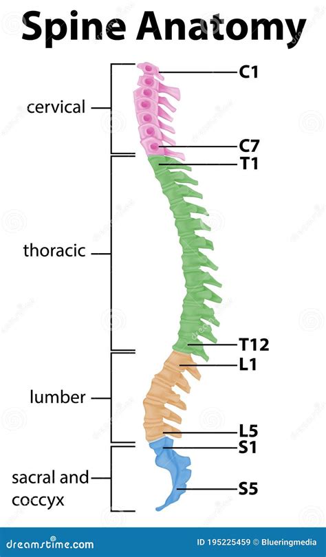 Illustrazione delle curve fisiologiche della colonna vertebrale e dell'iperlordosi in gravidanza