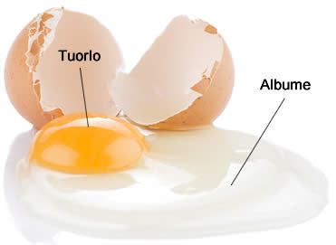 Uovo di cocorita aperto che mostra tuorlo e albume