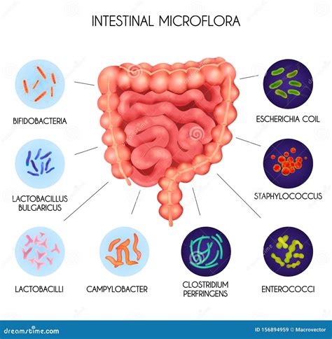 illustrazione di batteri intestinali