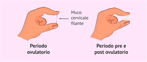 Schema che illustra i cambiamenti del muco cervicale durante il ciclo fertile