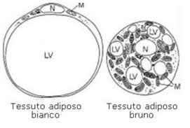 Adipociti bianchi e bruni al microscopio