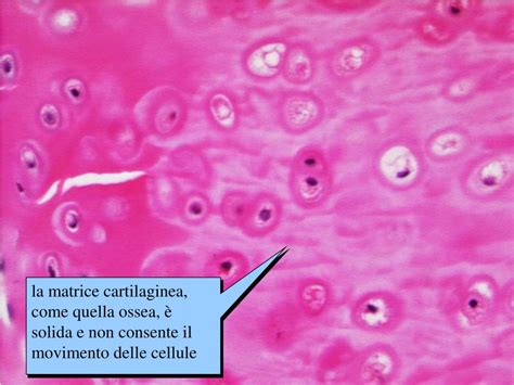 Struttura della cartilagine ialina
