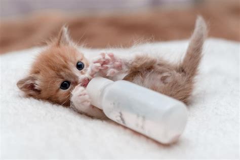 gattino appena nato senza denti