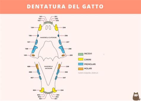 diagramma dentatura gatto adulto