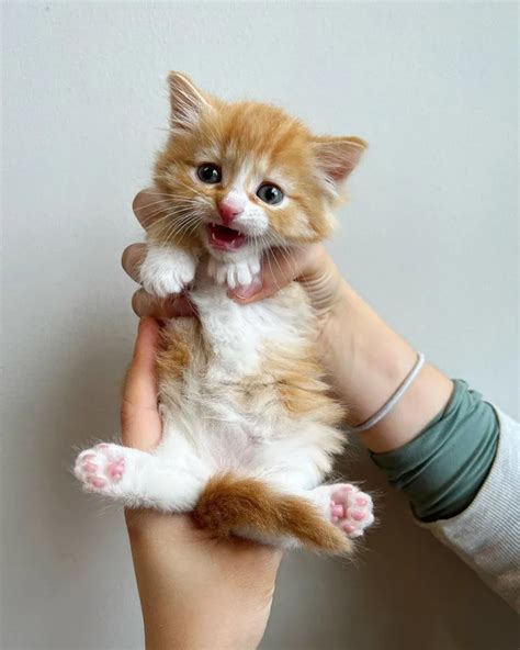 gattino con canino rotto