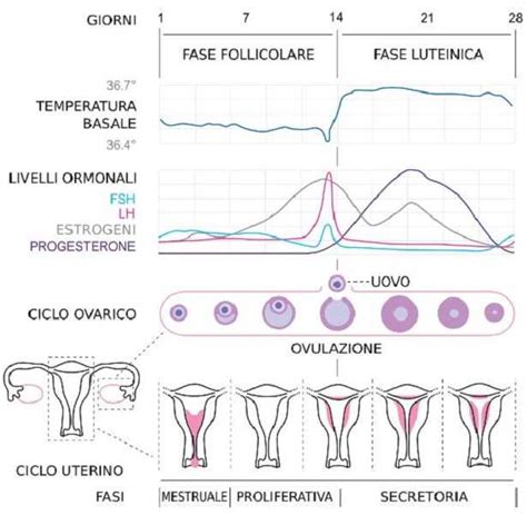 grafico che mostra la variazione del muco cervicale e dell'LH durante il ciclo