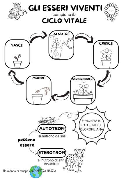 schema del ciclo vitale e metafora della semina