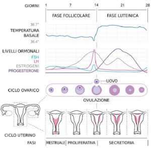Microscopio che mostra muco cervicale fertile a 