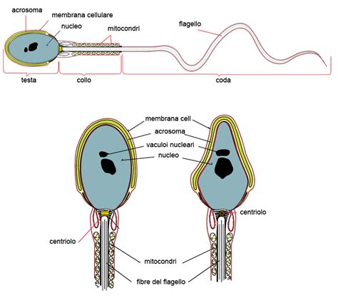 schema del viaggio degli spermatozoi verso l'ovocita