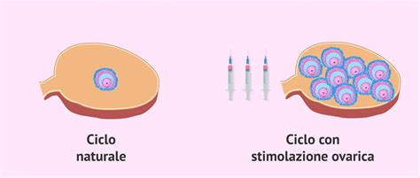 rappresentazione schematica della differenza tra ciclo ovulatorio naturale e stimolato