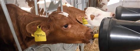 Vitelli che bevono latte Dibo da un allattatrice automatica