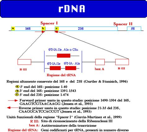 Schema del DNA, l'esoma e le regioni genomiche indagate