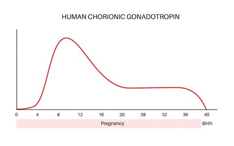 Struttura e funzione della Gonadotropina Corionica Umana (hCG) nel corpo femminile