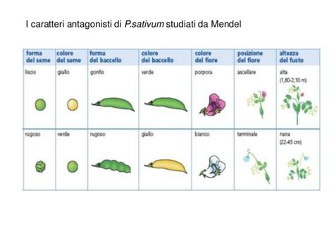 Sette coppie di caratteri considerati da Mendel