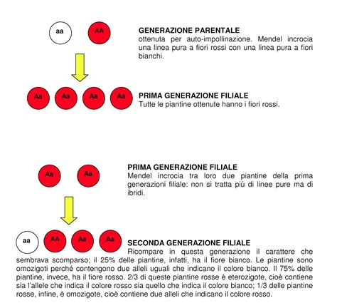 Diagramma della segregazione genica nella generazione F2