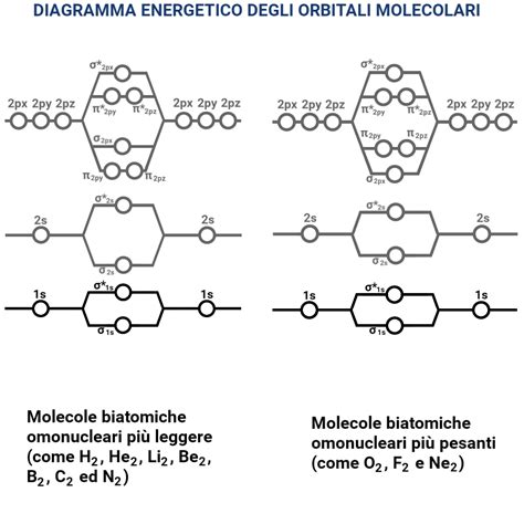 diagramma molecolare dell'interferone lambda nella placenta