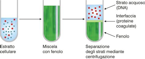 Diagramma che illustra il processo di estrazione del DNA fetale libero dal sangue materno