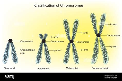 Illustrazione grafica dei cromosomi umani