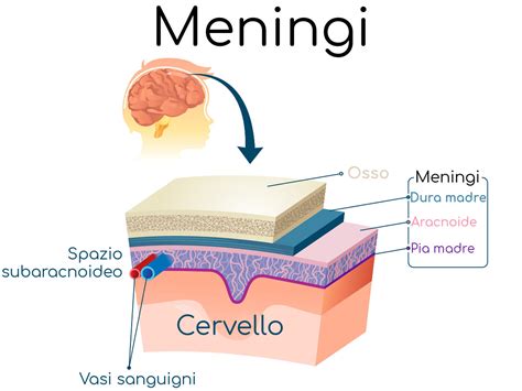rappresentazione anatomica delle meningi e del sistema nervoso centrale