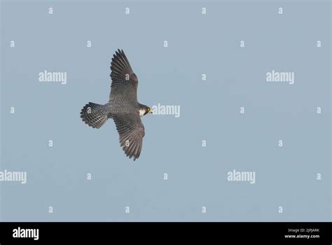 Falco Pellegrino adulto in volo