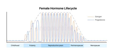 grafico sull'equilibrio ormonale femminile