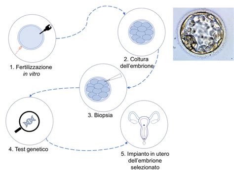 Microscopio per la selezione degli embrioni