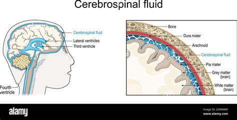 Diagramma del cervello e del midollo spinale con il liquido cerebrospinale