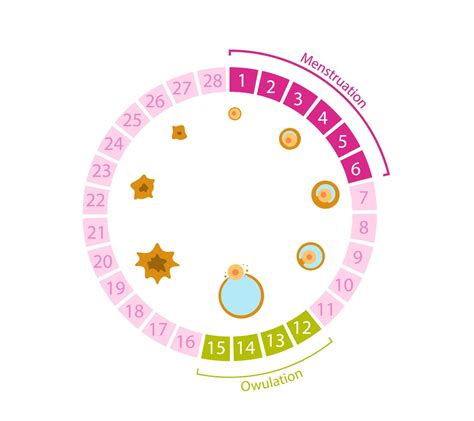 Periodo fertile e ovulazione