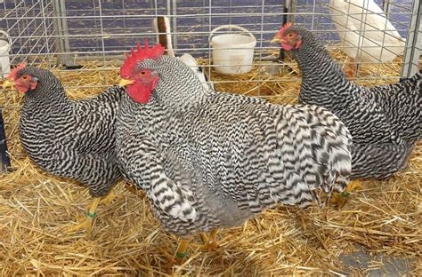Gallina Amrock nel pascolo