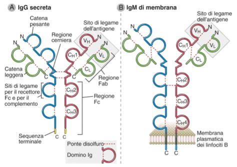 rappresentazione stilizzata del sistema immunitario e degli anticorpi che interagiscono con le membrane cellulari
