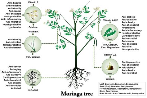 Moringa oleifera plant and its parts
