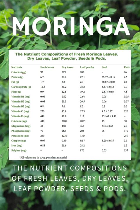 Moringa nutritional infographic