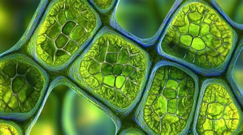 Microscopic view of Moringa cells