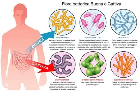 Rappresentazione schematica della flora intestinale con batteri benefici e patogeni e il loro equilibrio