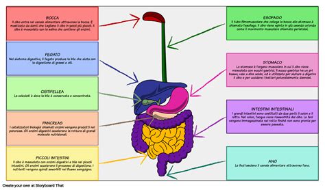 Illustrazione schematica dell'anatomia infantile e il processo di digestione per spiegare il reflusso