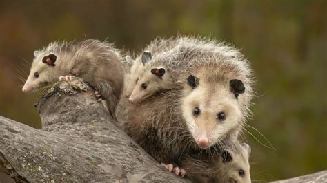 Opossum: Storia e Riconoscimenti