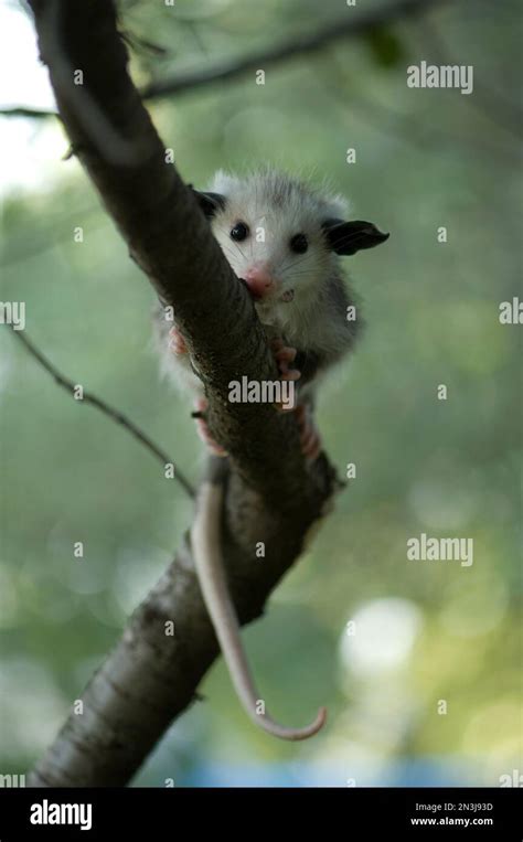 Opossum: Dettagli di Applicazione
