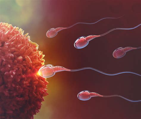 infografica che mostra la sopravvivenza degli spermatozoi e la vita dell'ovulo all'interno del ciclo