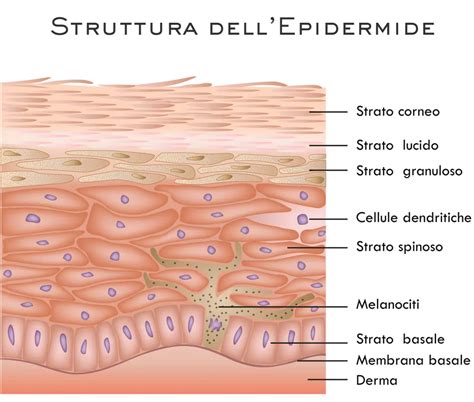 Struttura della pelle del neonato